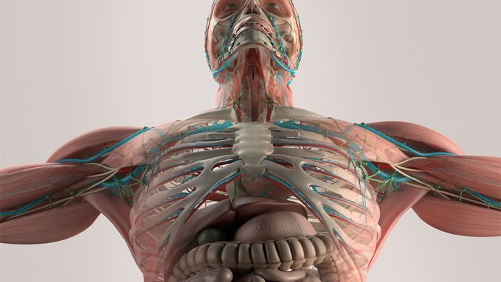 Explore human body through vr