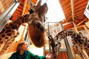 Looking at a Giraffe in VR