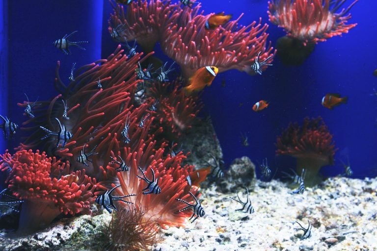 under the sea virtual reality