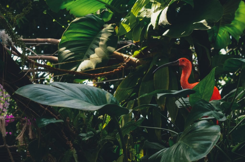 Discover the Rainforest by VR